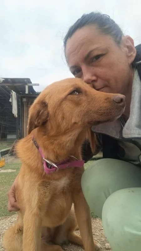 Milana, tan with a white flash on chest female young Mixed Breed for adoption at Hope VMS / Elaines Dogs, Bosnia