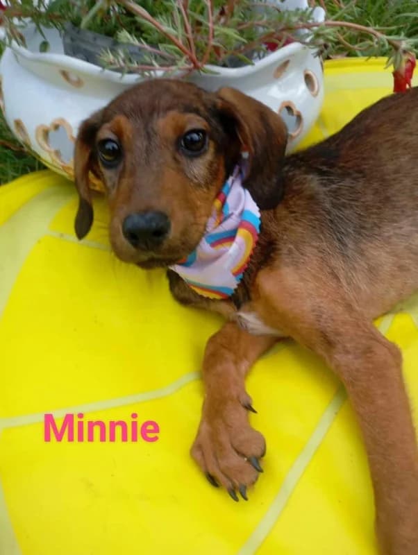 Minnie, female mixed breed for adoption at Hope VMS / Elaines Dogs, Bosnia