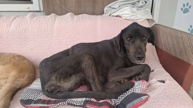 Monica, dark brown female senior Mixed Breed for adoption at Hope VMS / Elaines Dogs, Bosnia