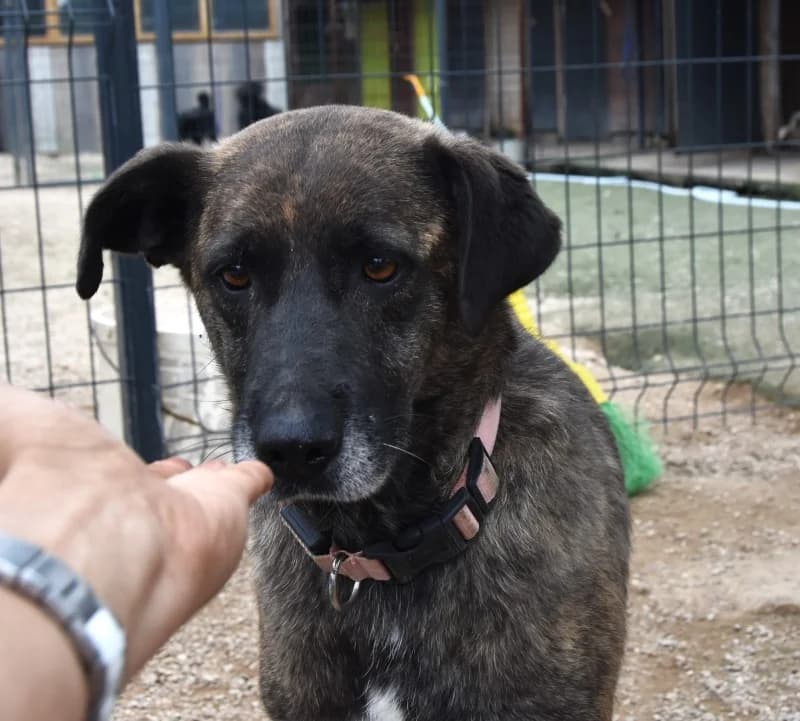 Nella, female mixed breed for adoption at Hope VMS / Elaines Dogs, Bosnia