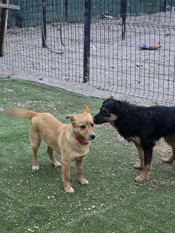 Nina, female Mixed Breed for adoption at Hope VMS / Elaines Dogs, Bosnia