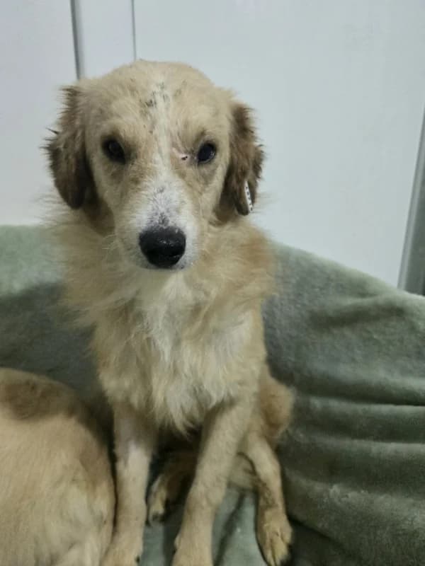 Noel, male Mixed Breed for adoption at Hope VMS / Elaines Dogs, Bosnia