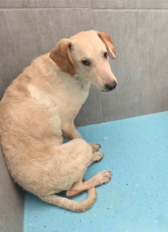 Otis, Mixed Breed for adoption at Hope VMS / Elaines Dogs, Bosnia