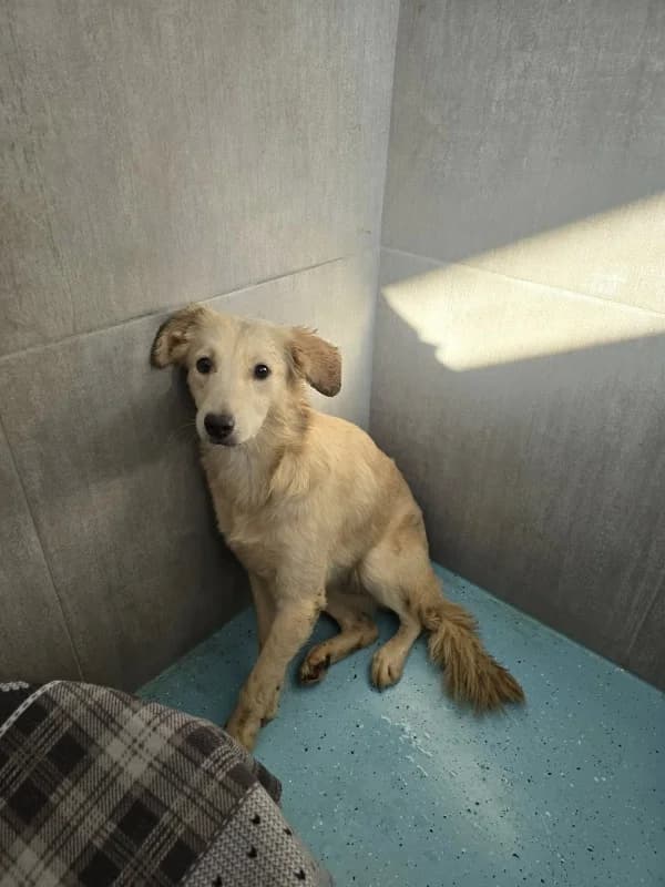 Pickle, Mixed Breed for adoption at Hope VMS / Elaines Dogs, Bosnia