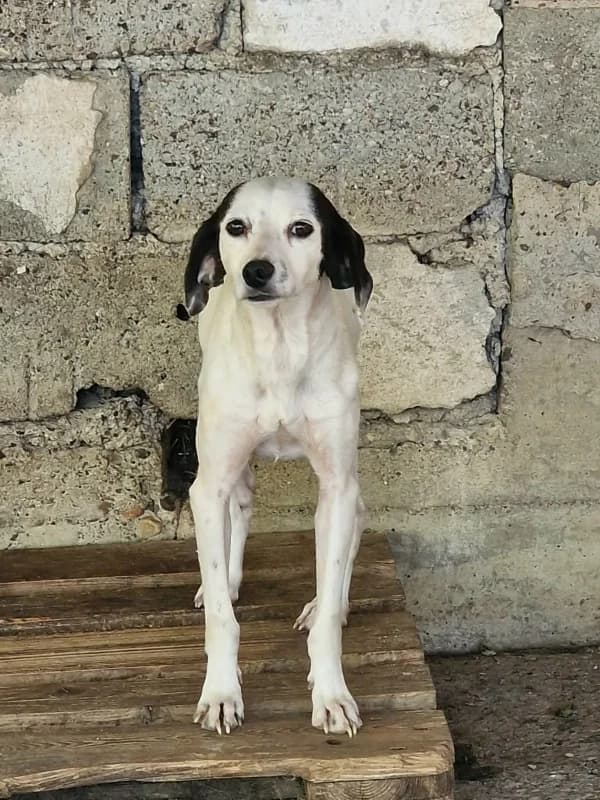 Remo, white and black male 3yo Mixed Breed for adoption at Hope VMS / Elaines Dogs, Bosnia