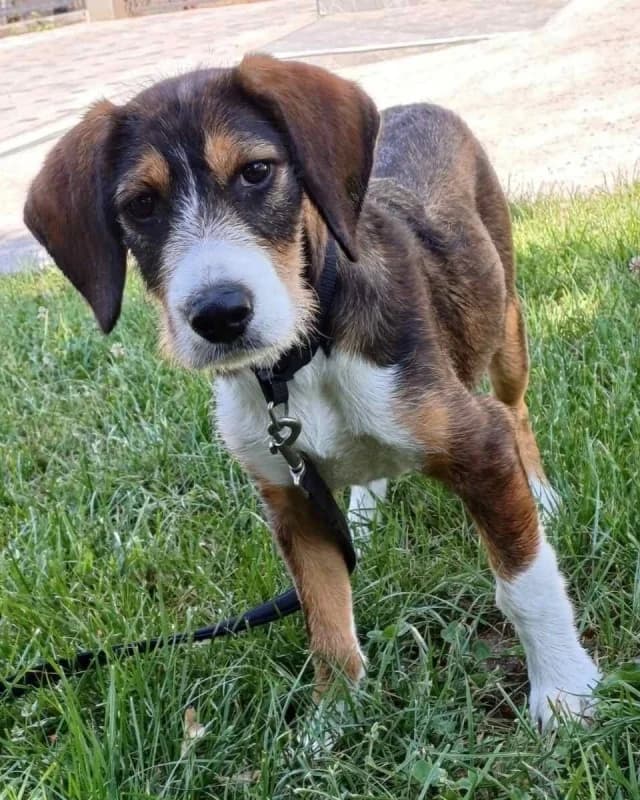 Rianna, brown female puppy mixed breed for adoption at Hope VMS / Elaines Dogs, Bosnia