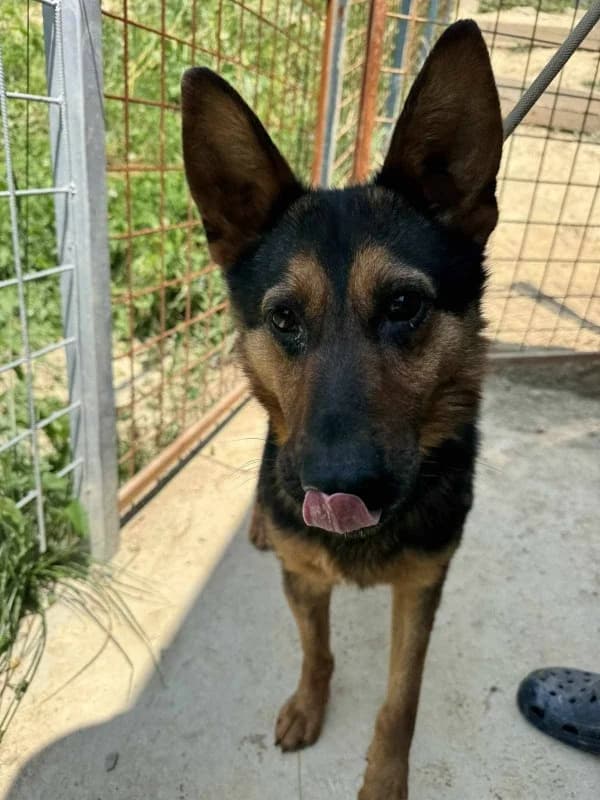 Rico, male mixed breed for adoption at Hope VMS / Elaines Dogs, Bosnia