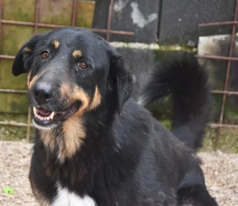 Ruby, female mixed breed for adoption at Hope VMS / Elaines Dogs, Bosnia