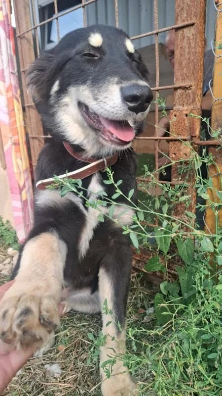 Runa, black and tan female 4yo Mixed Breed for adoption at Hope VMS / Elaines Dogs, Bosnia