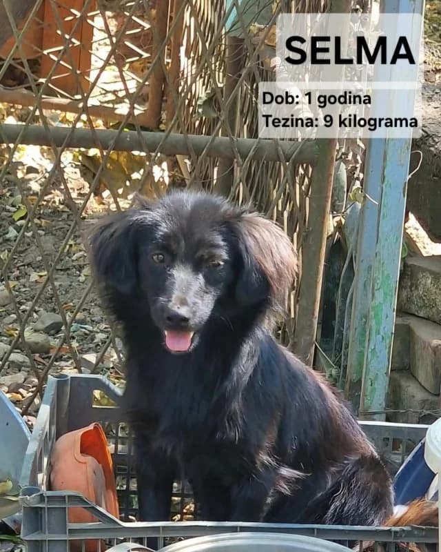 Selma, black female young Mixed Breed for adoption at Hope VMS / Elaines Dogs, Bosnia