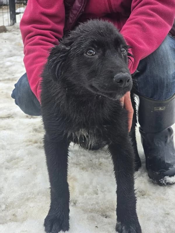 Sofia, female mixed breed for adoption at Hope VMS / Elaines Dogs, Bosnia