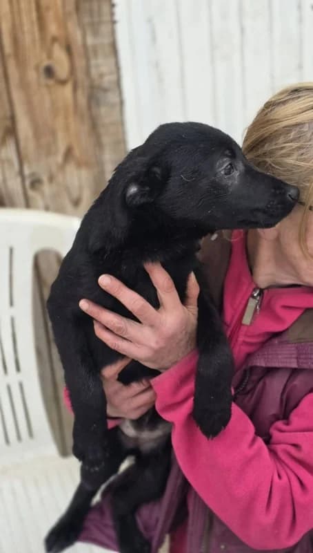 Sonja, female mixed breed for adoption at Hope VMS / Elaines Dogs, Bosnia