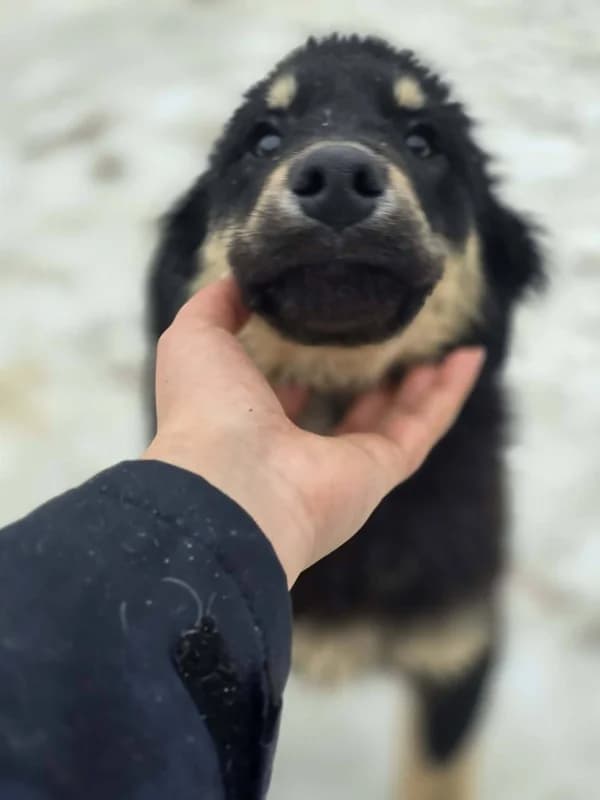 Sony, male mixed breed for adoption at Hope VMS / Elaines Dogs, Bosnia