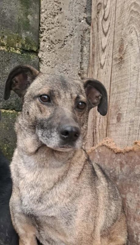 Spidy, tan male puppy mixed breed for adoption at Hope VMS / Elaines Dogs, Bosnia