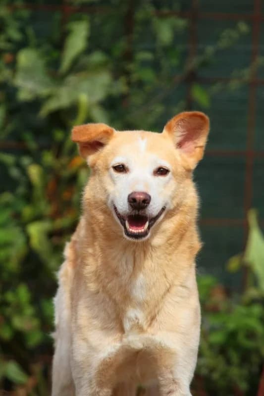 Tasa, male mixed breed for adoption at Hope VMS / Elaines Dogs, Bosnia
