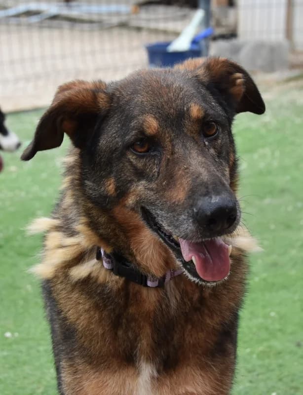 Ten, male mixed breed for adoption at Hope VMS / Elaines Dogs, Bosnia