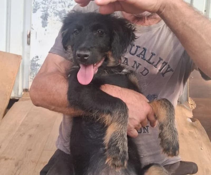 Tilli, black and tan female puppy Mixed Breed for adoption at Hope VMS / Elaines Dogs, Bosnia