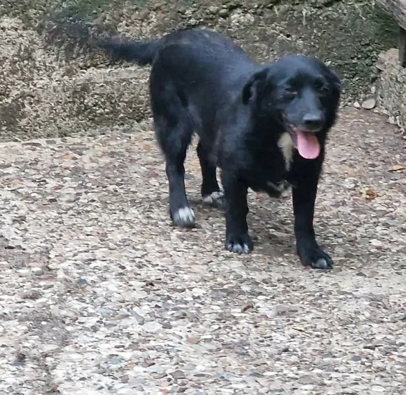 Tina, black female 4yo Mixed Breed for adoption at Hope VMS / Elaines Dogs, Bosnia