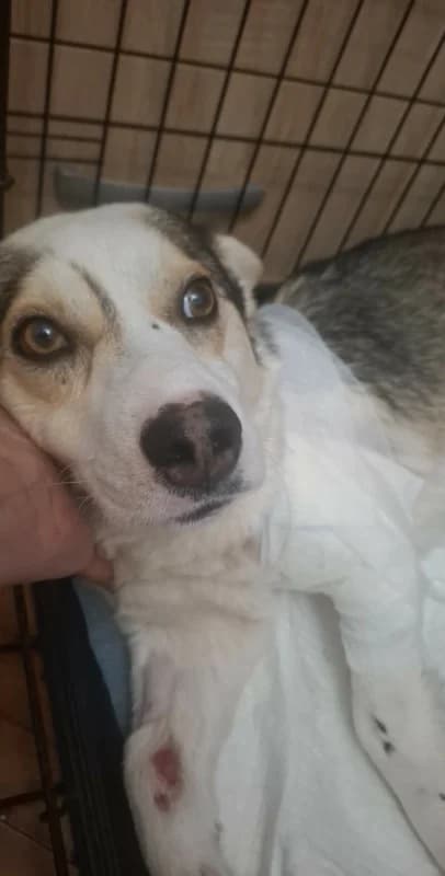 Tinn, male Mixed Breed for adoption at Hope VMS / Elaines Dogs, Bosnia