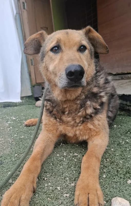 Tony, black & tan male puppy mixed breed for adoption at Hope VMS / Elaines Dogs, Bosnia