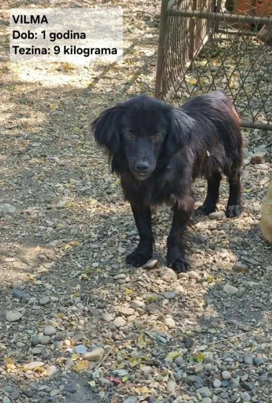 Vilma, black female young Mixed Breed for adoption at Hope VMS / Elaines Dogs, Bosnia