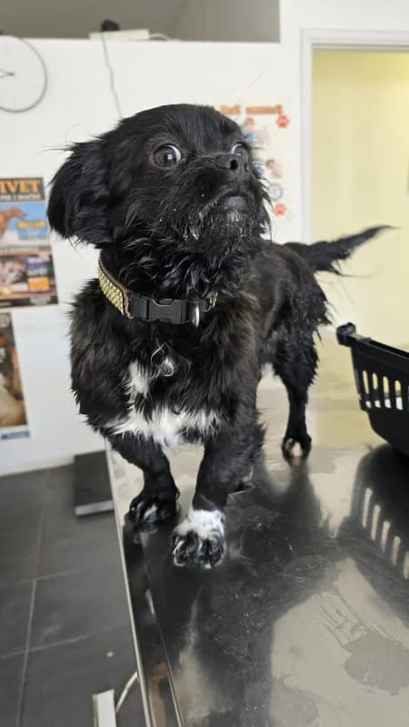 Violette, female Mixed Breed for adoption at Hope VMS / Elaines Dogs, Bosnia