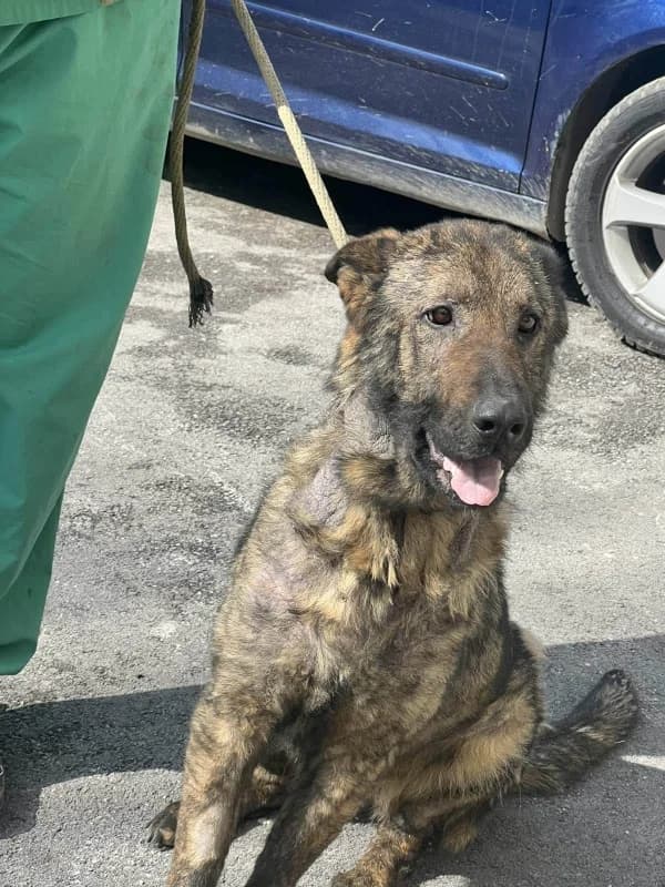 Vucka, female mixed breed for adoption at Hope VMS / Elaines Dogs, Bosnia