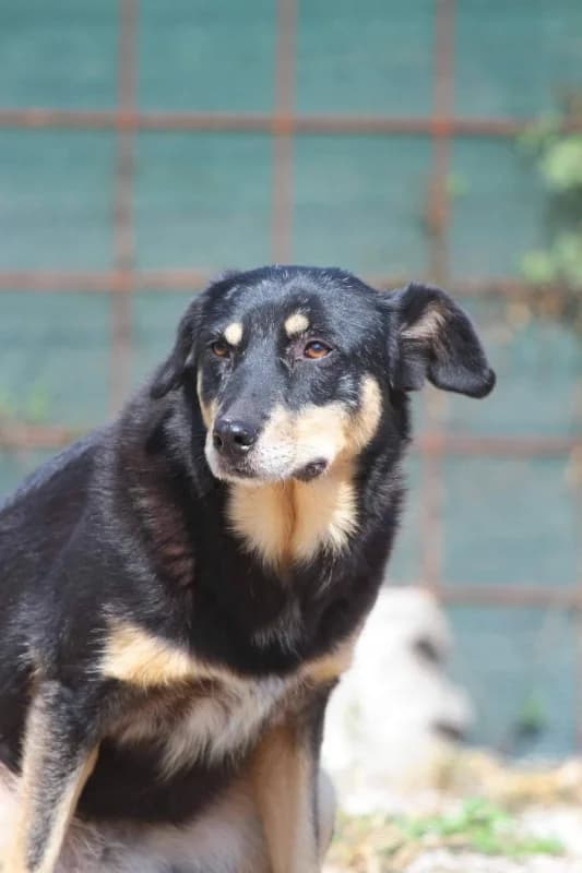 Zoe, female mixed breed for adoption at Bosnia