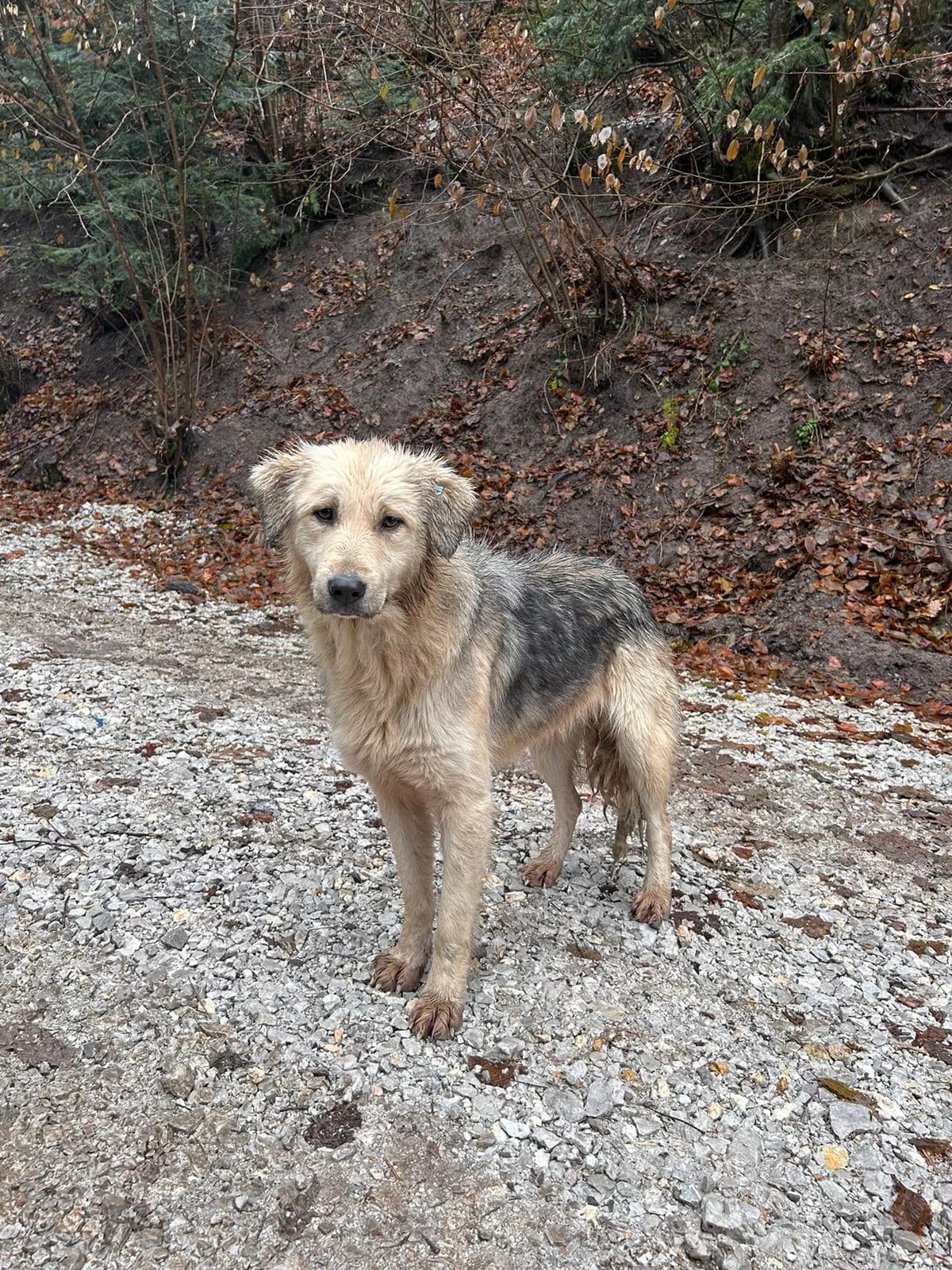 Madame, Mixed Breed for adoption at Save the Dogs BiH, Jajce
