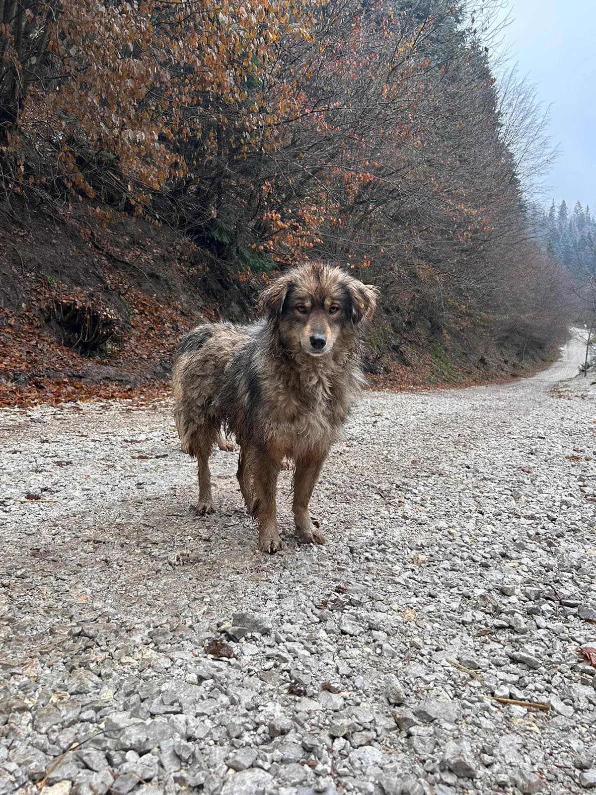 Shila, Mixed Breed for adoption at Save the Dogs BiH, Jajce