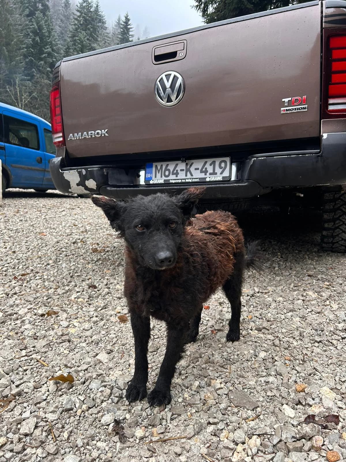 Fleur, Mixed Breed for adoption at Save the Dogs BiH, Jajce