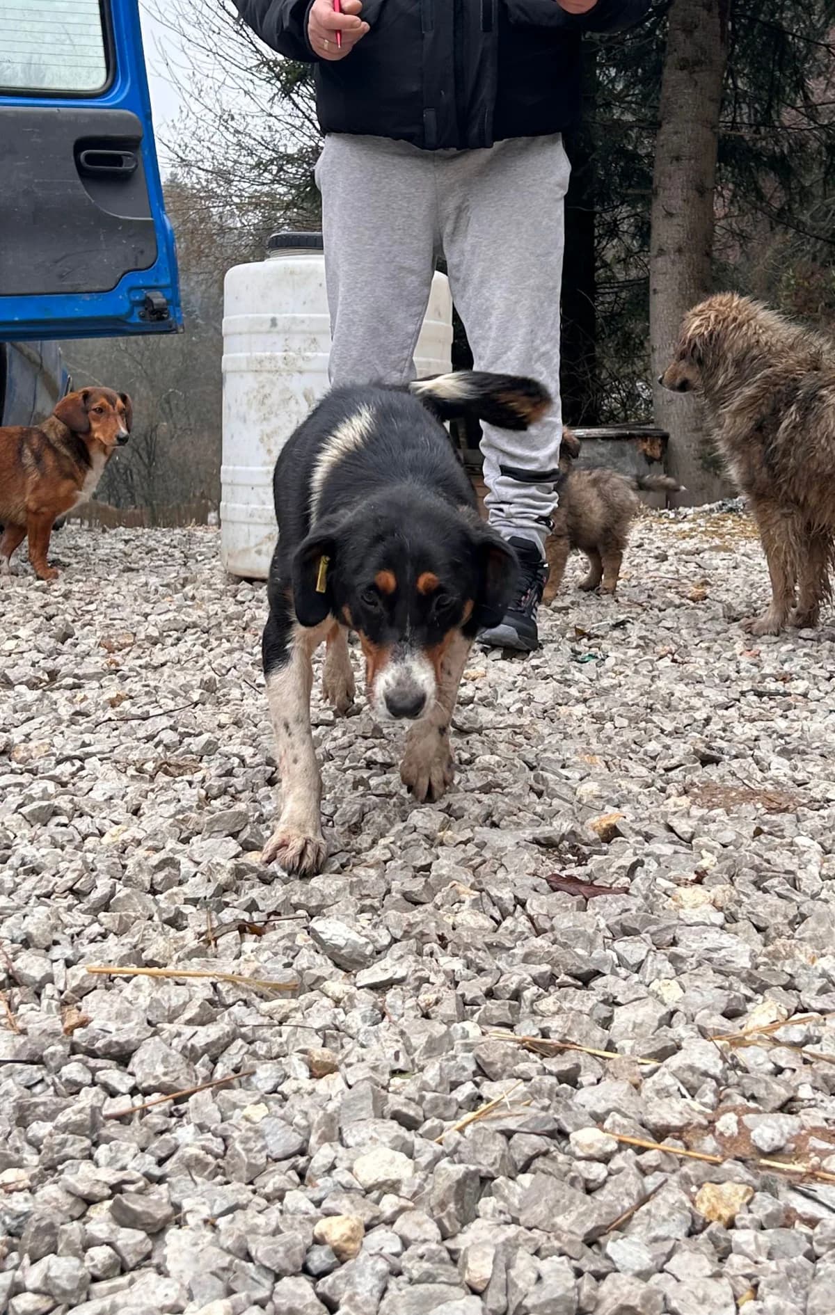 Keks, Mixed Breed for adoption at Save the Dogs BiH, Jajce