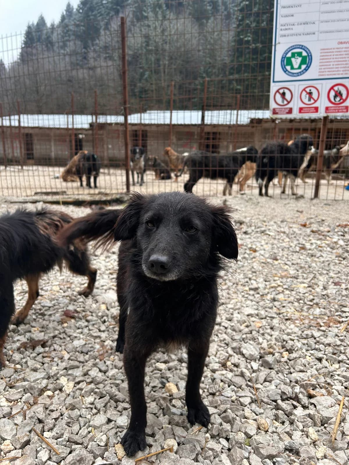 Laila, Mixed Breed for adoption at Save the Dogs BiH, Jajce