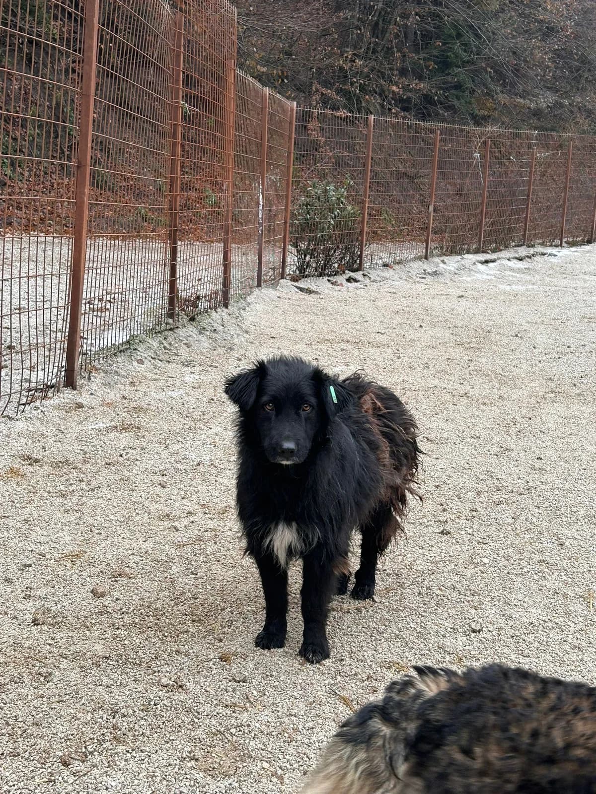 Luna, Mixed Breed for adoption at Save the Dogs BiH, Jajce