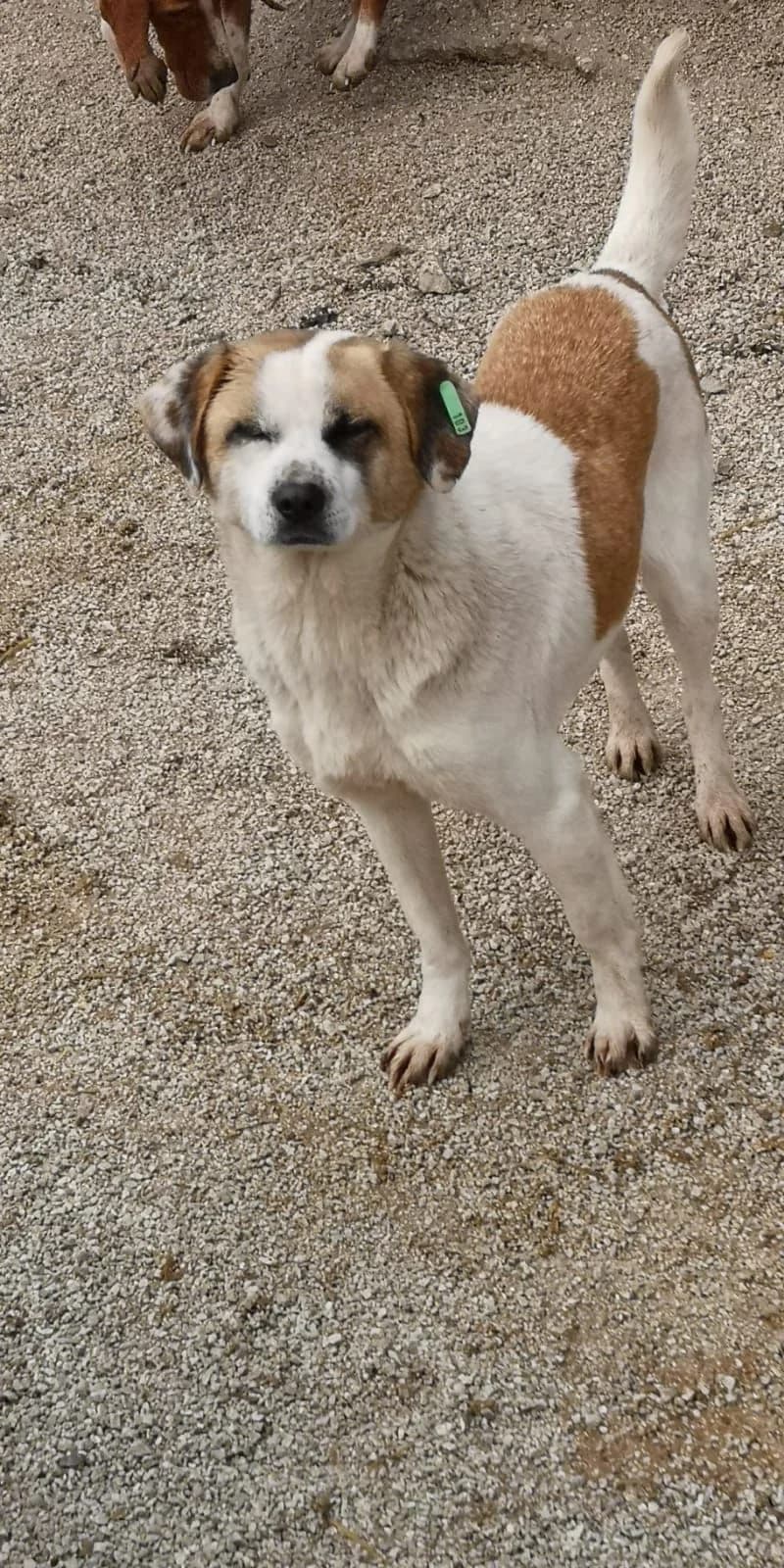 Sheva, Mixed Breed for adoption at Save the Dogs BiH, Jajce