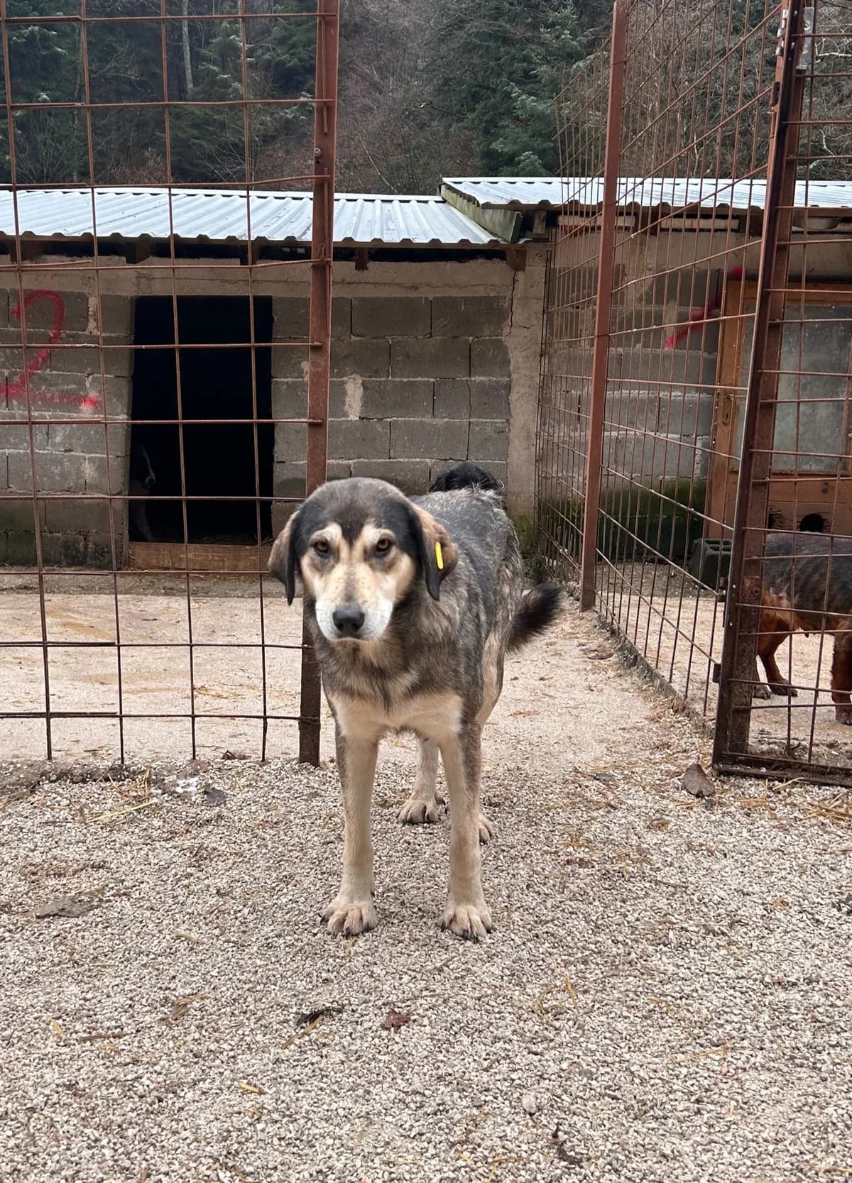 Molly, Mixed Breed for adoption at Save the Dogs BiH, Jajce