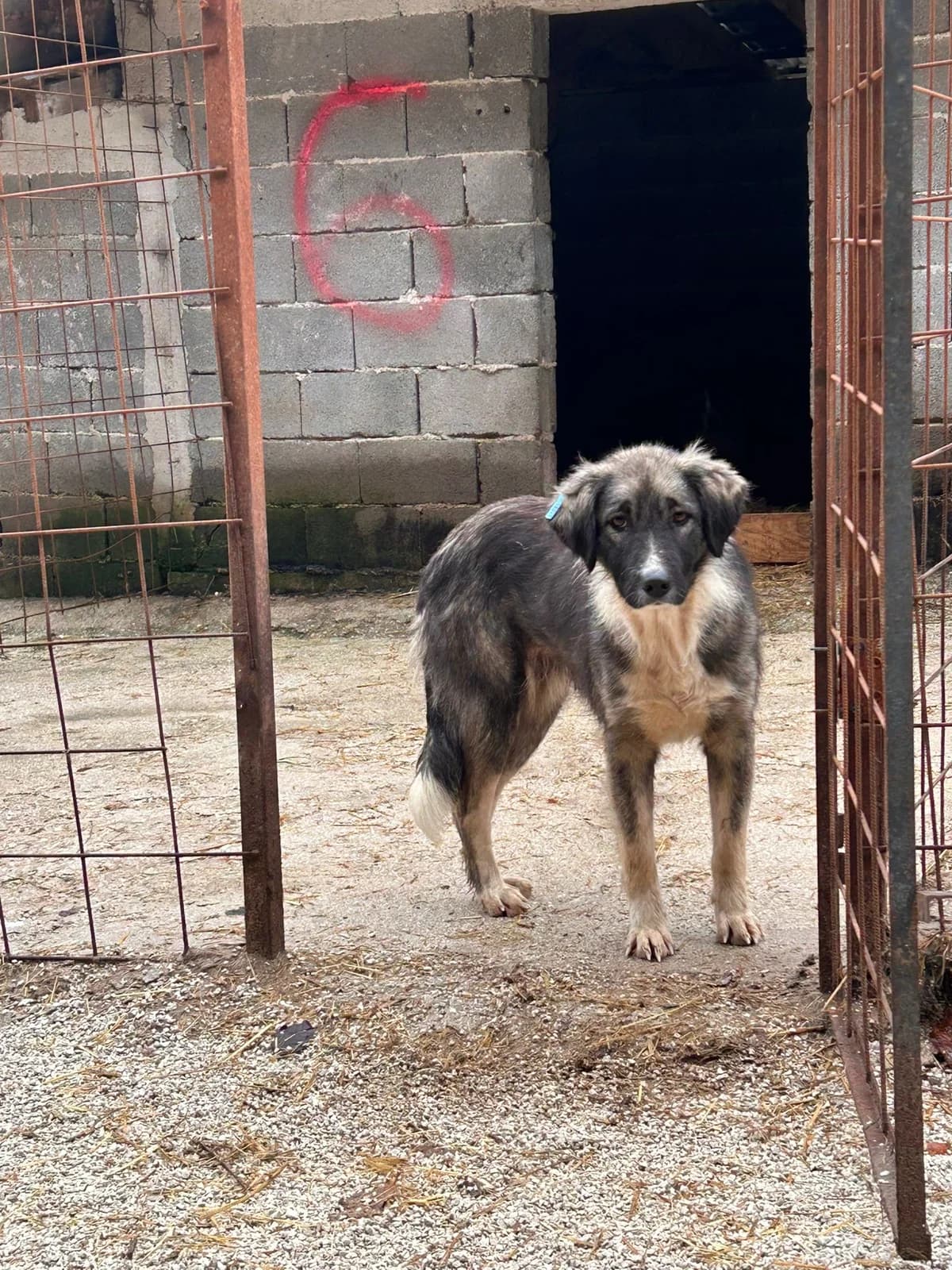 Freyja, Mixed Breed for adoption at Save the Dogs BiH, Jajce