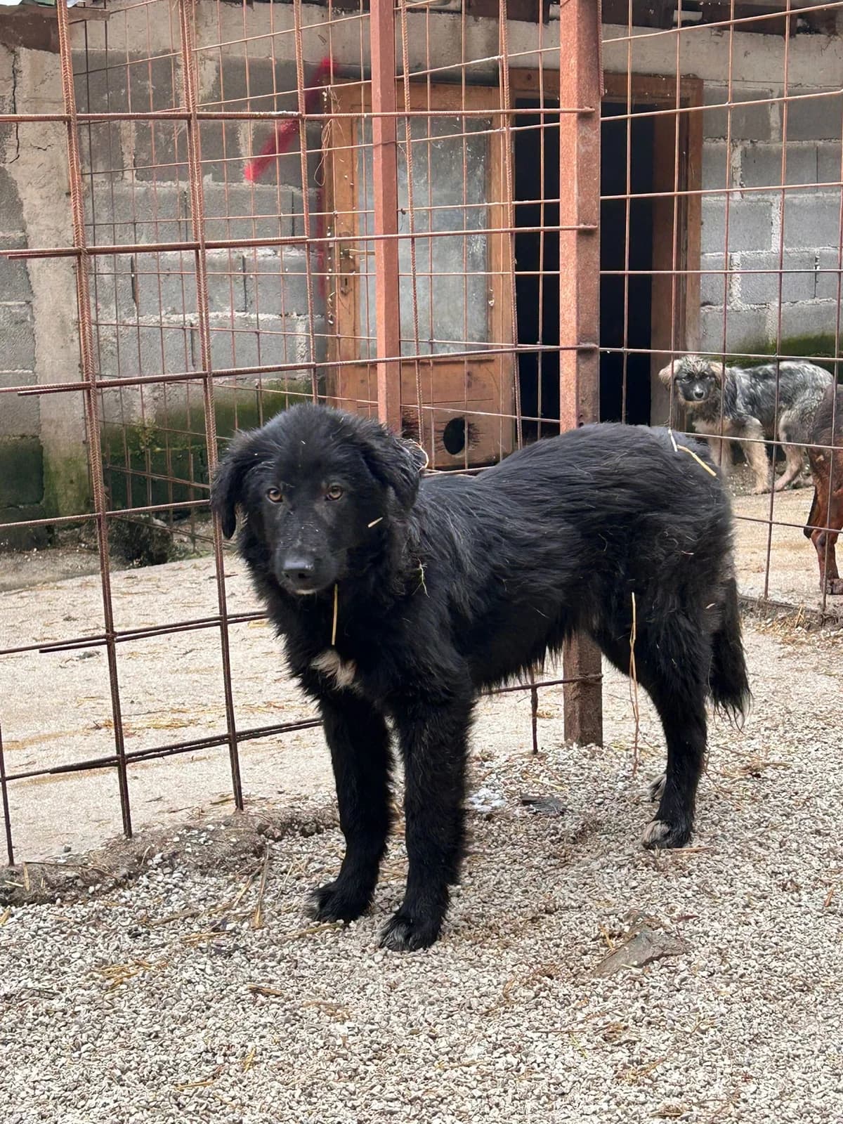 Awena, Mixed Breed for adoption at Save the Dogs BiH, Jajce