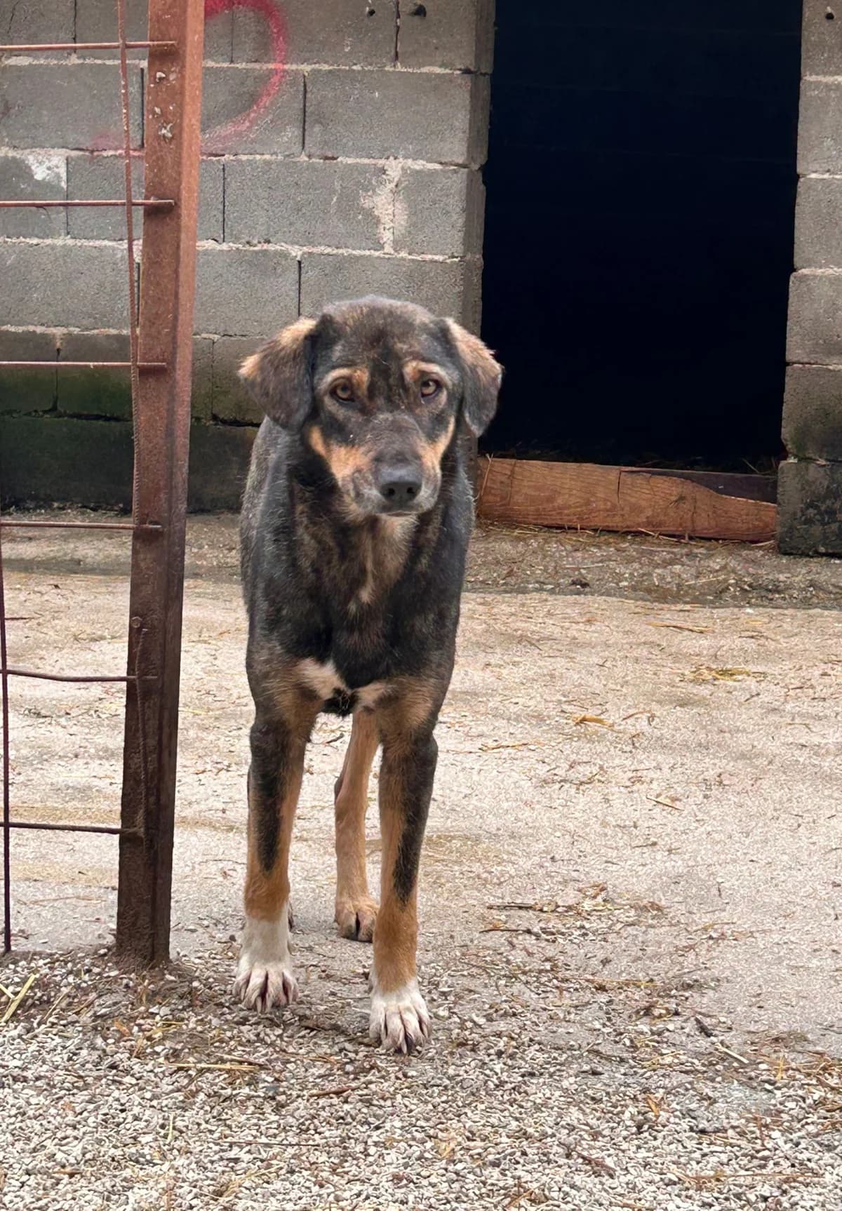 Zulaika, Mixed Breed for adoption at Save the Dogs BiH, Jajce