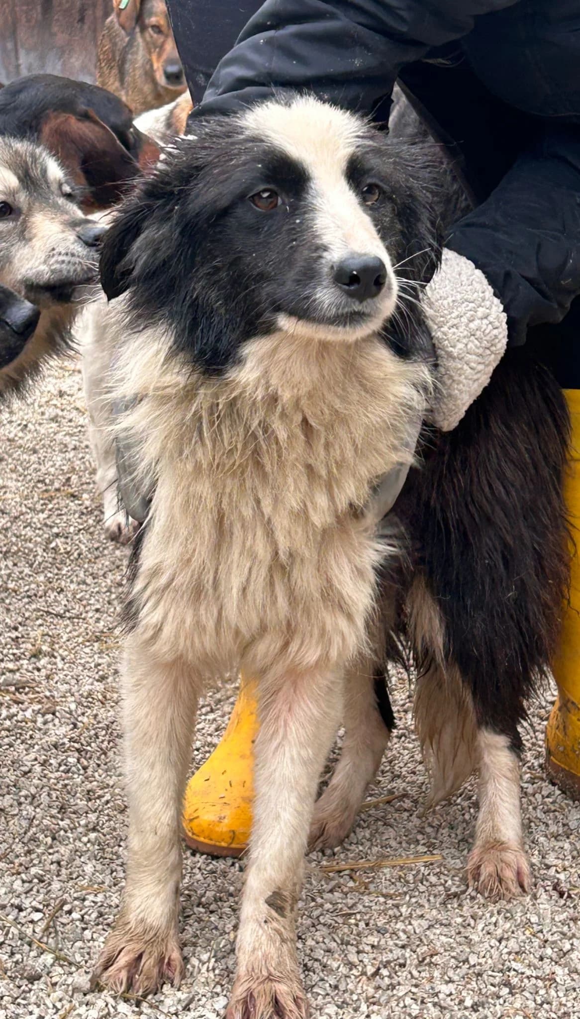 Roxy, Mixed Breed for adoption at Save the Dogs BiH, Jajce