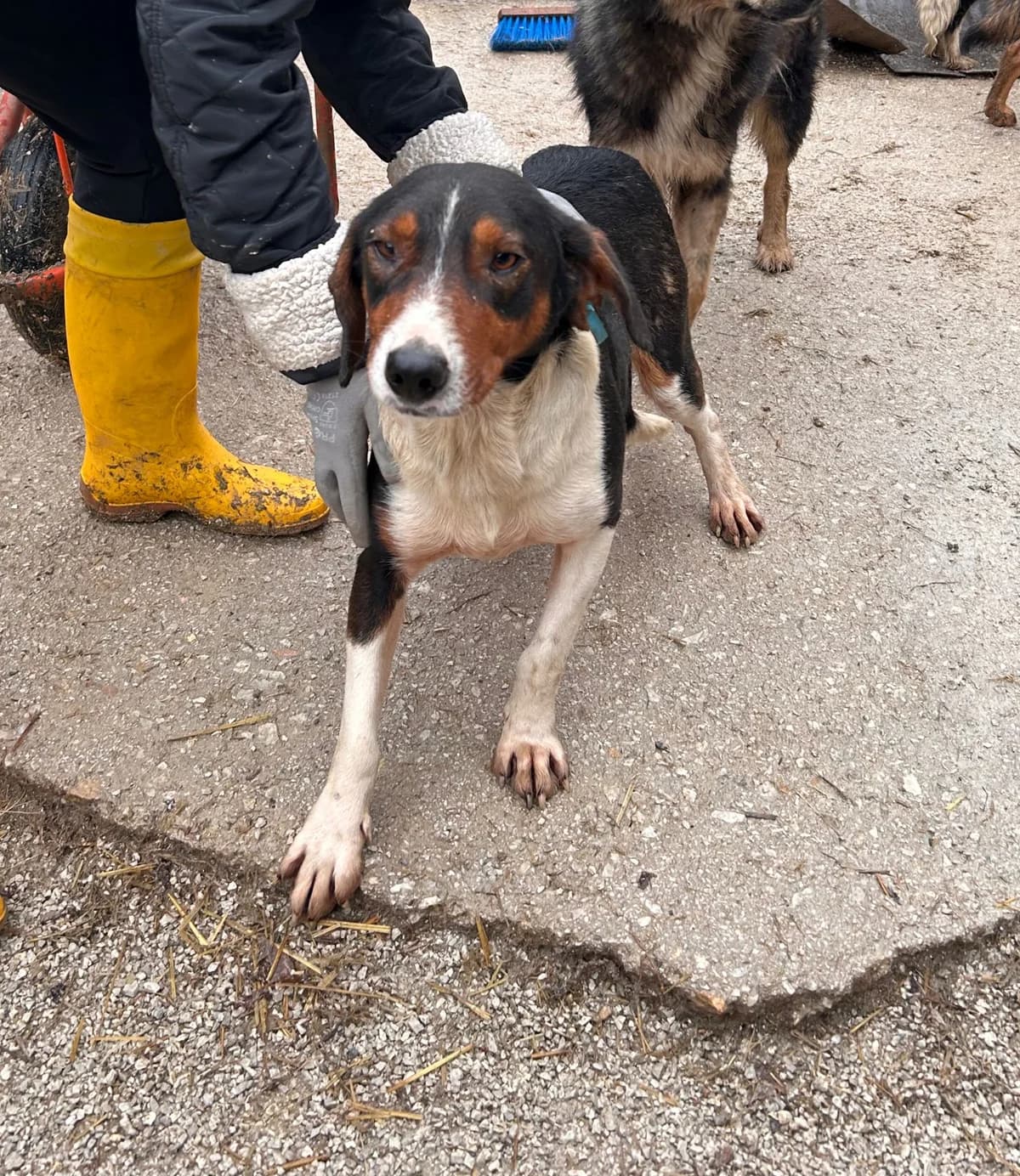 Kane, Mixed Breed for adoption at Save the Dogs BiH, Jajce