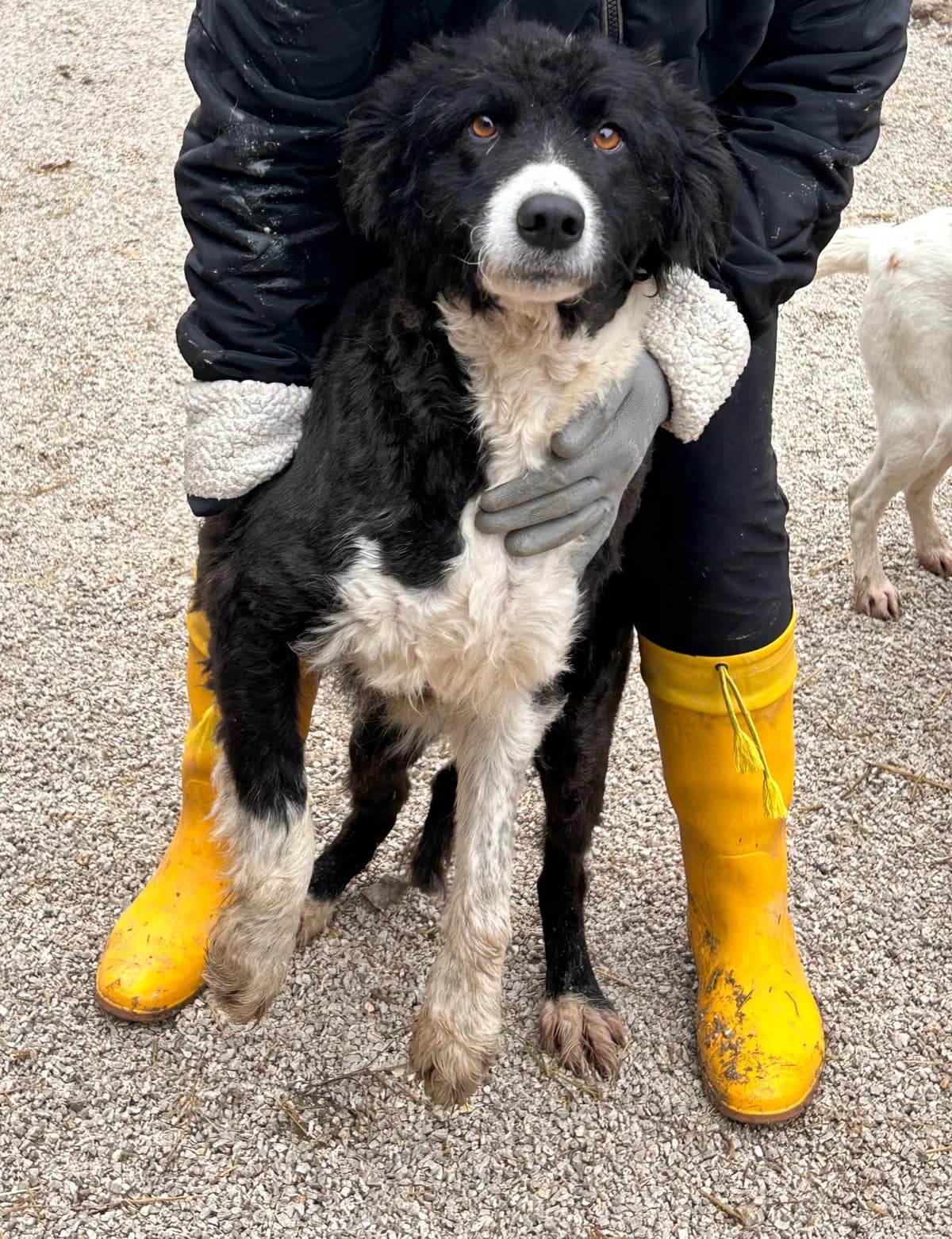 Sebbo, Mixed Breed for adoption at Save the Dogs BiH, Jajce