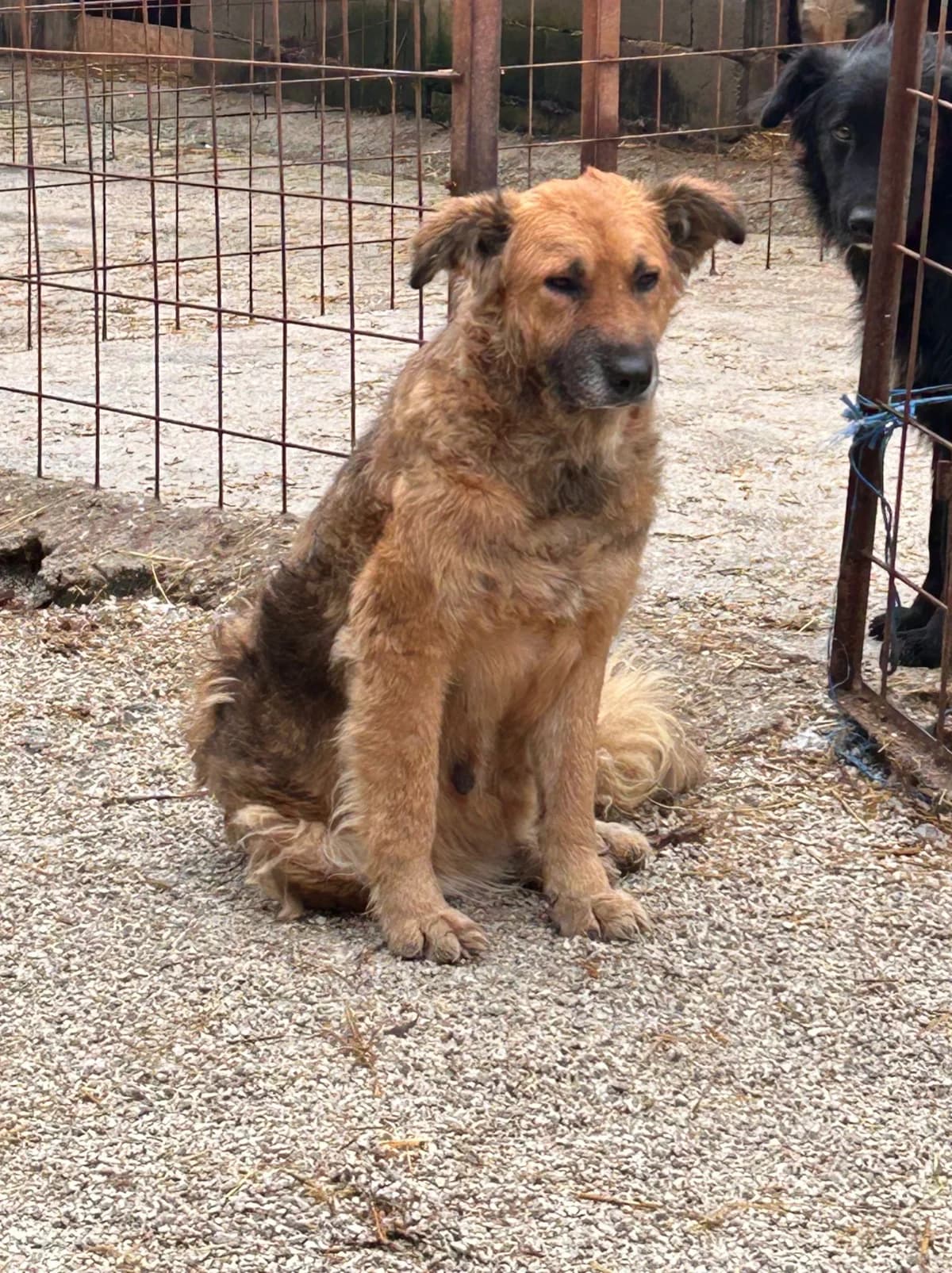 Malu, Mixed Breed for adoption at Save the Dogs BiH, Jajce