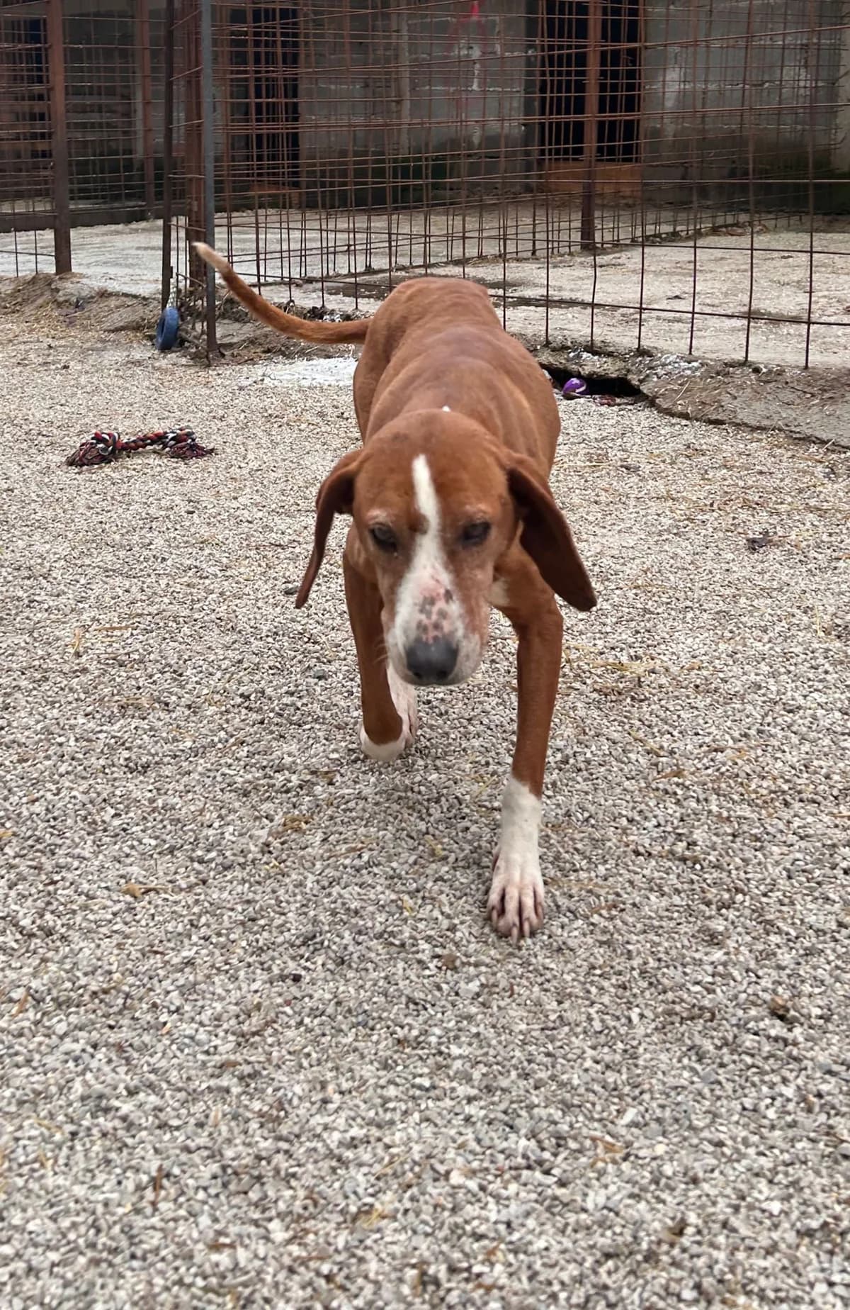 Layla, Mixed Breed for adoption at Save the Dogs BiH, Jajce