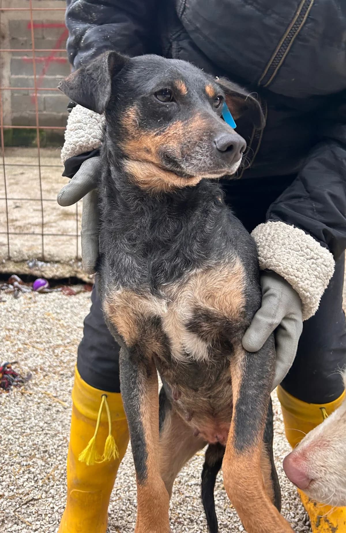 Marleen, Mixed Breed for adoption at Save the Dogs BiH, Jajce