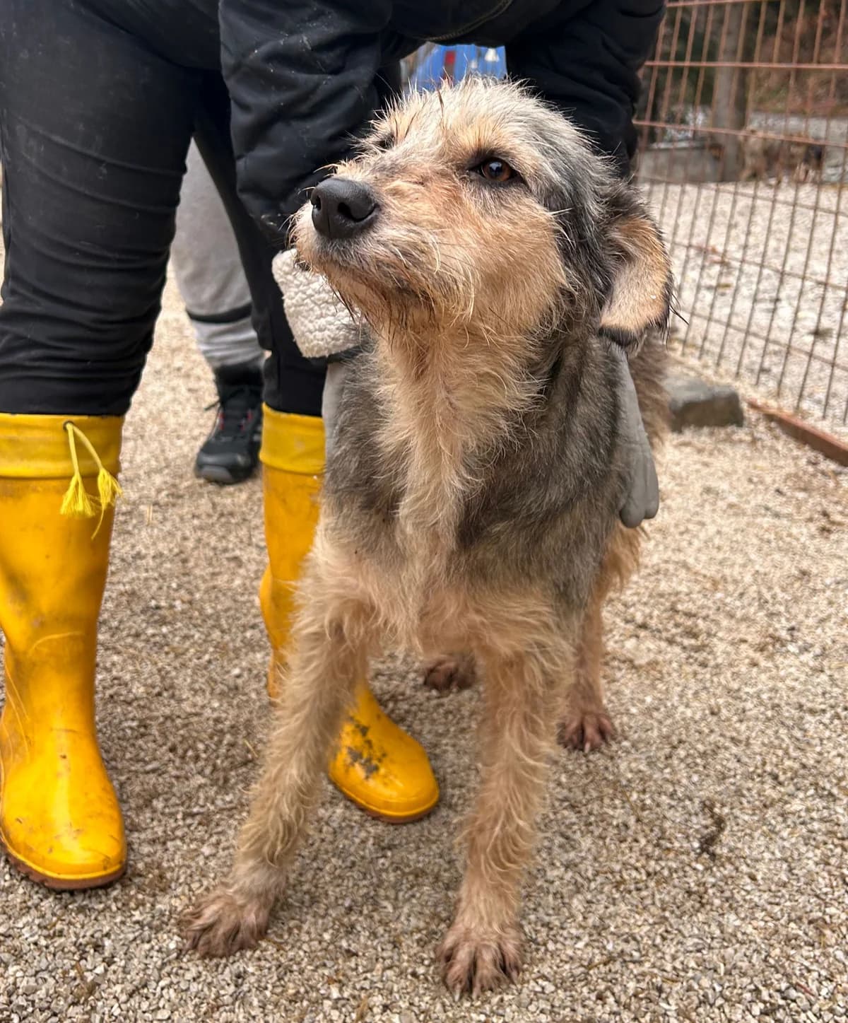 Sally, Mixed Breed for adoption at Save the Dogs BiH, Jajce