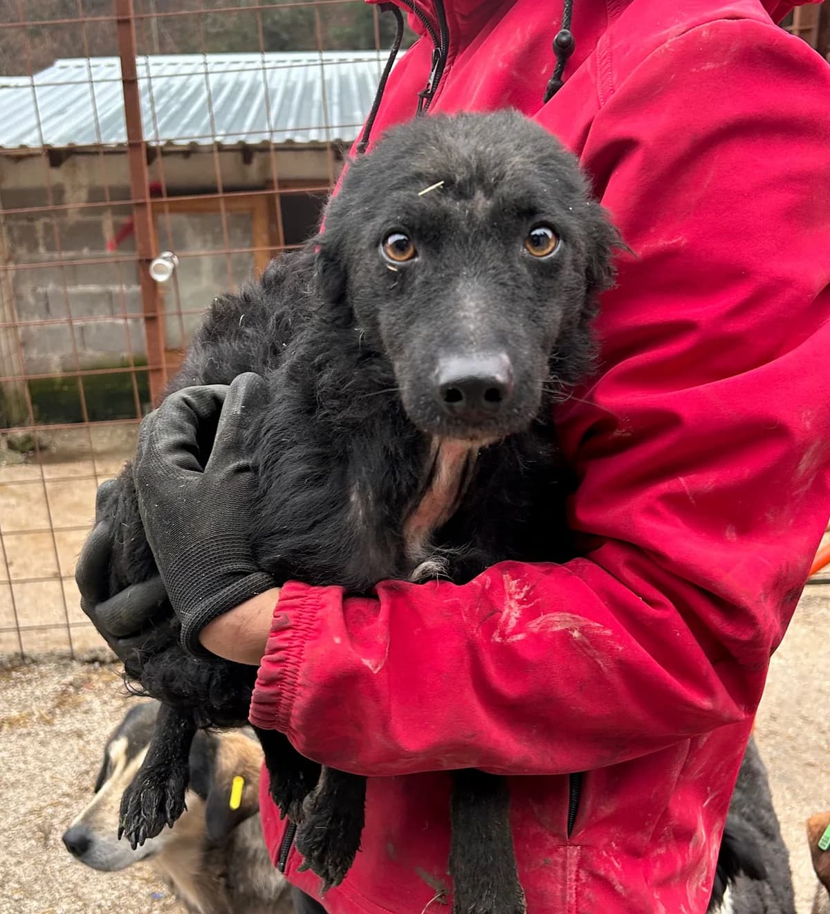 Mala, Mixed Breed for adoption at Save the Dogs BiH, Jajce