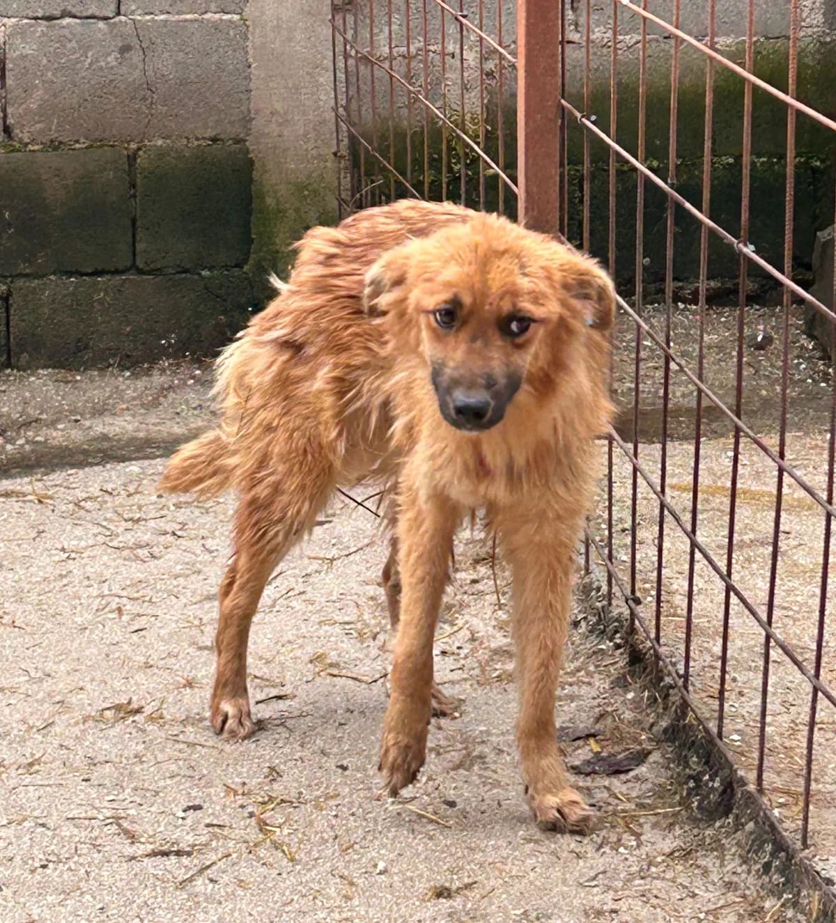 Emily, Mixed Breed for adoption at Save the Dogs BiH, Jajce