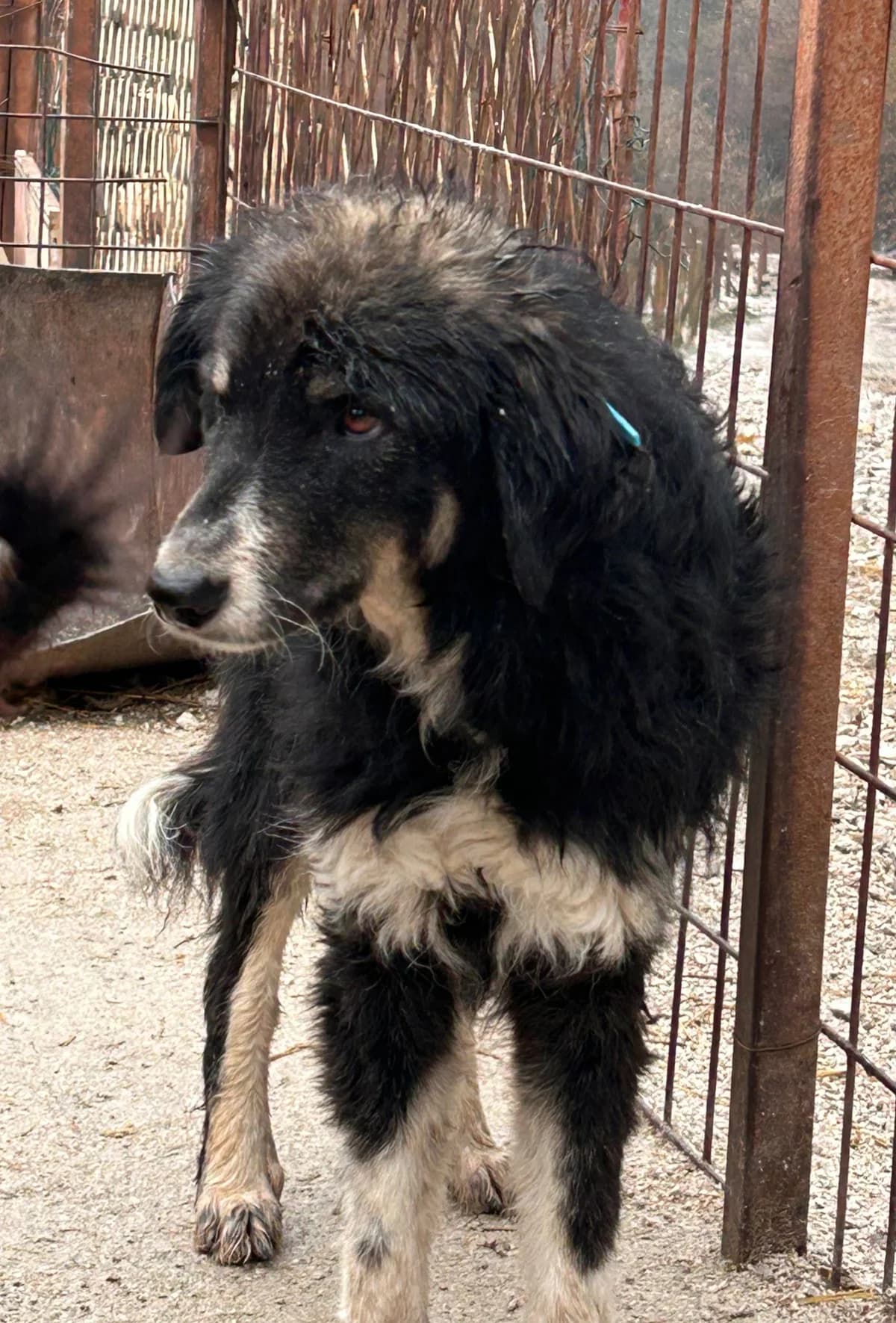 Ronja, Mixed Breed for adoption at Save the Dogs BiH, Jajce