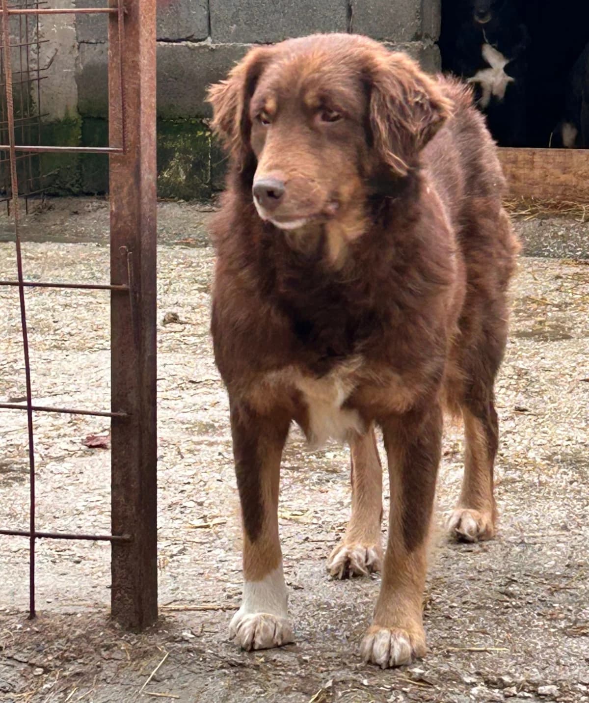 Anouk, Mixed Breed for adoption at Save the Dogs BiH, Jajce
